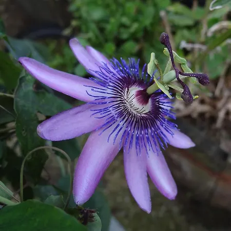 Oda ve Kahvaltı Au Moulin Geant